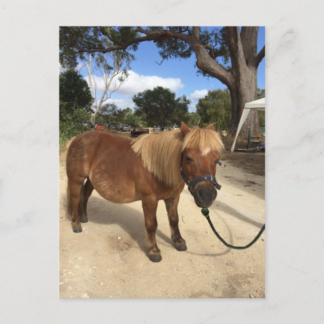 Mini Pony at Camping Grounds Postcard (Front)