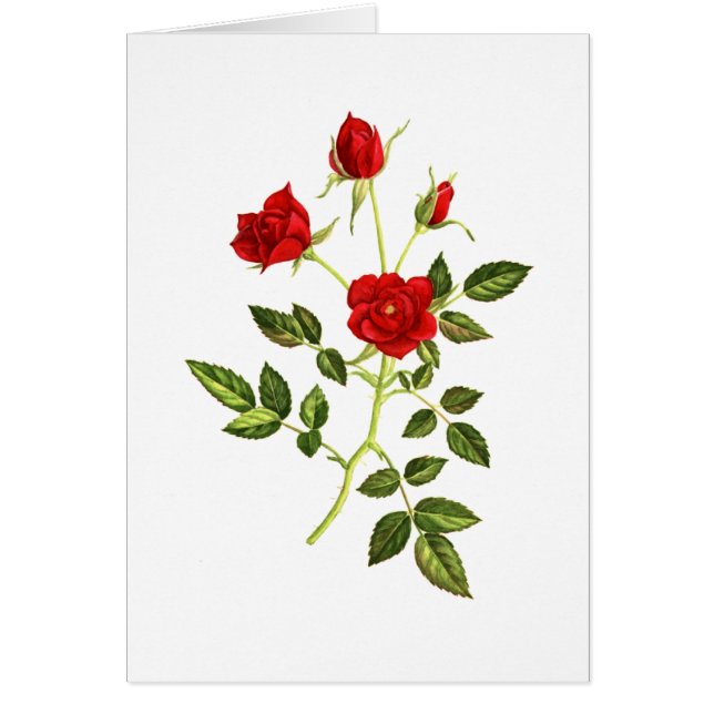 Mini Red Rose (Front)