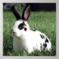Mini Rex bunny poster