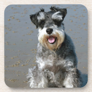 mini schnauzer-at the beach.png coaster