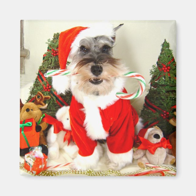 Mini Schnauzer Christmas Magnet (Front)
