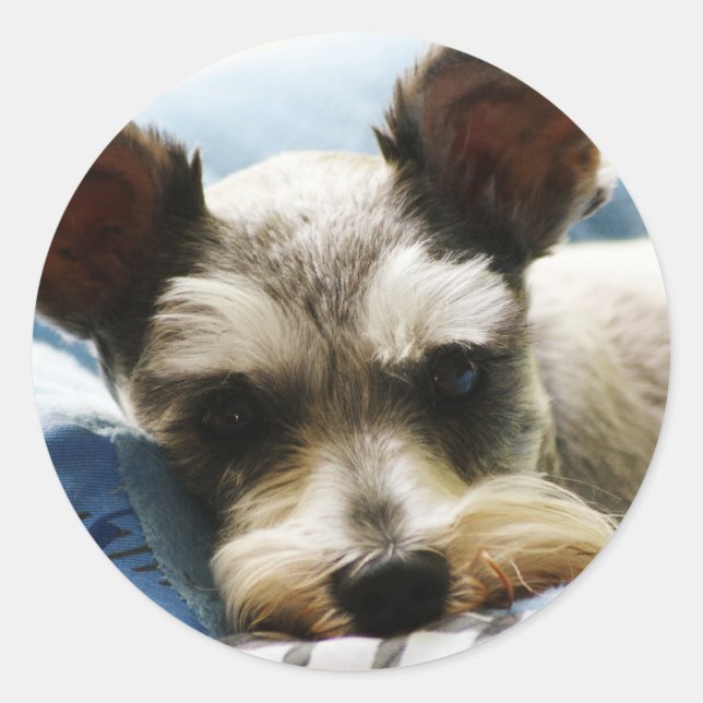 Mini Schnauzer Classic Round Sticker (Front)