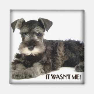 Mini Schnauzer Magnet