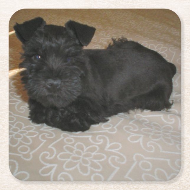 mini schnauzer puppy square paper coaster (Front)