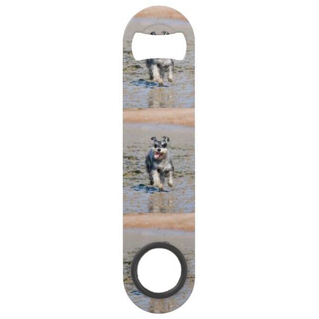 mini schnauzer-running (Front)
