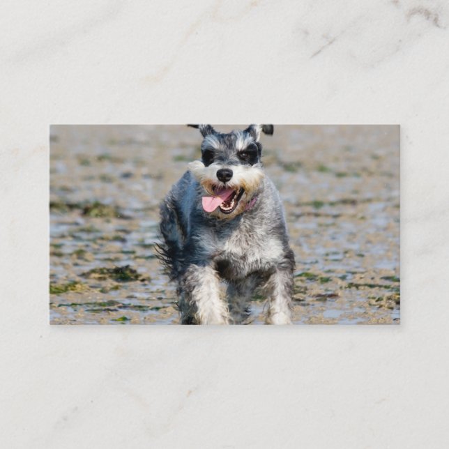 mini schnauzer-running business card (Front)