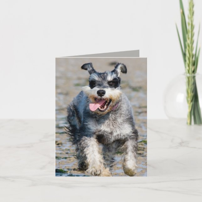 mini schnauzer-running card (Front)