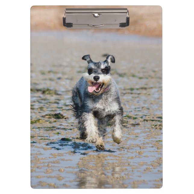 mini schnauzer-running clipboard (Front)