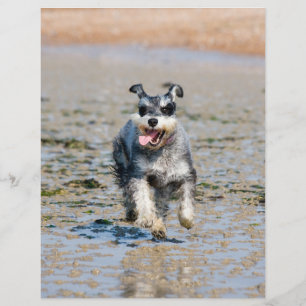 mini schnauzer-running flyer