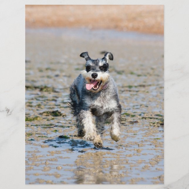 mini schnauzer-running flyer (Front)