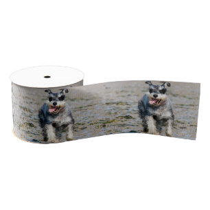 mini schnauzer-running grosgrain ribbon