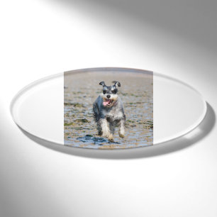 mini schnauzer-running name tag