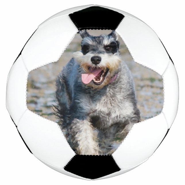 mini schnauzer-running soccer ball (Front)