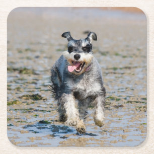 mini schnauzer-running square paper coaster