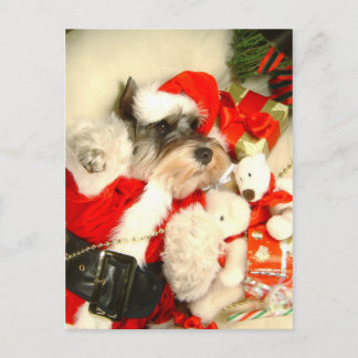 Mini Schnauzer X'mas Postcard