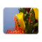 mini yellow calla lilies