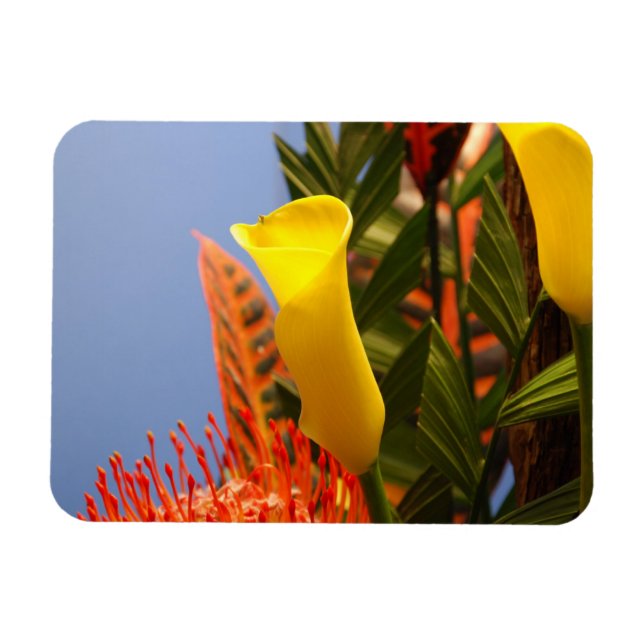 mini yellow calla lilies magnet (Horizontal)