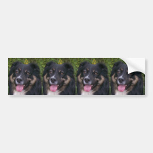 Miniature American Shepherd Black Tri Bumper Sticker