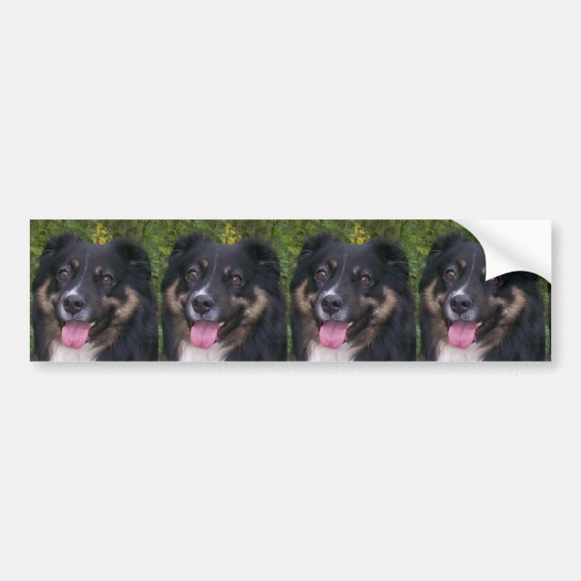 Miniature American Shepherd Black Tri Bumper Sticker (Front)