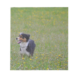 Miniature American Shepherd Black Tri in Field Notepad