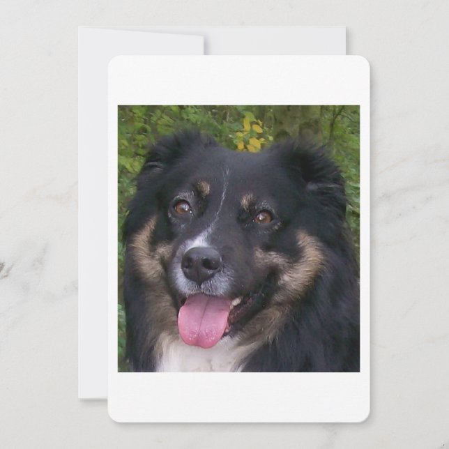 Miniature American Shepherd Black Tri Invitation (Front)