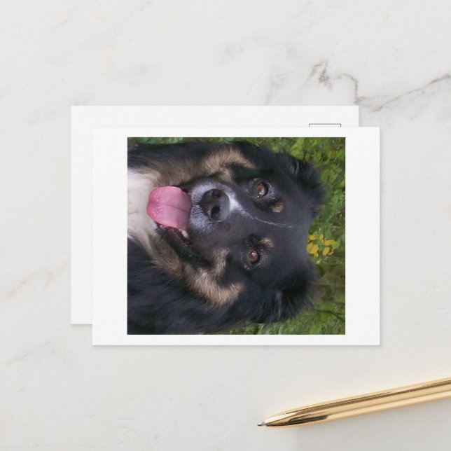 Miniature American Shepherd Black Tri Postcard (Front/Back In Situ)