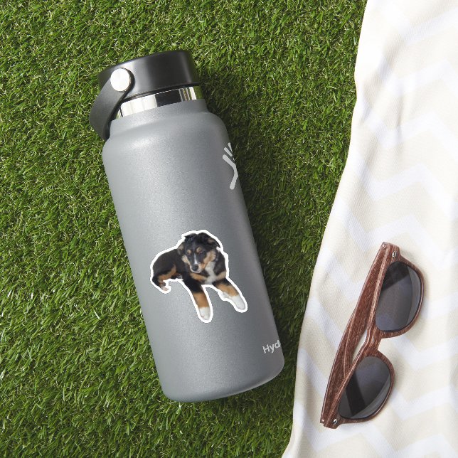 Miniature American Shepherd Black Tri Puppy (HydroFlask Insitu)