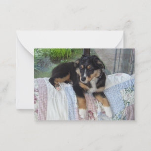 Miniature American Shepherd Black Tri Puppy Card