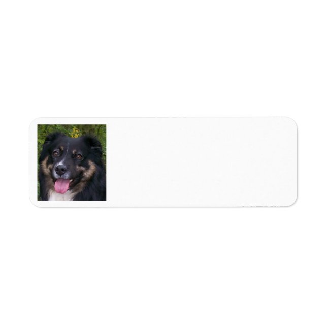 Miniature American Shepherd Black Tri Return Address Label (Front)