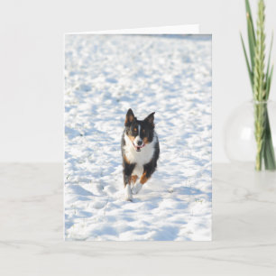 Miniature American Shepherd Black Tri running Card