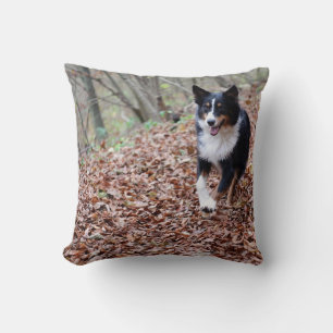 Miniature American Shepherd Black Tri Running Cushion