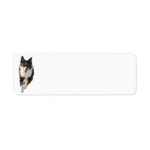 Miniature American Shepherd Black Tri Running Return Address Label