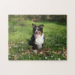 Miniature American Shepherd Black Tri Sitting Jigsaw Puzzle