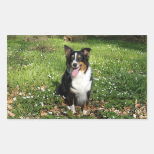 Miniature American Shepherd Black Tri Sitting Rectangular Sticker