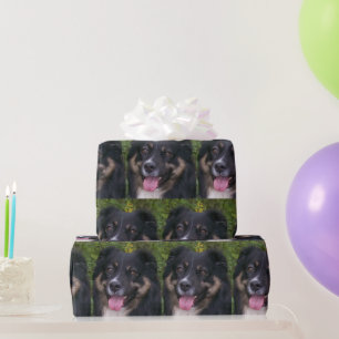 Miniature American Shepherd Black Tri Wrapping Paper
