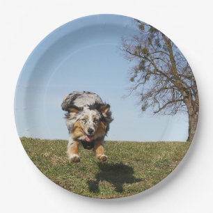 Miniature American Shepherd Blue Merle Jumping Paper Plate