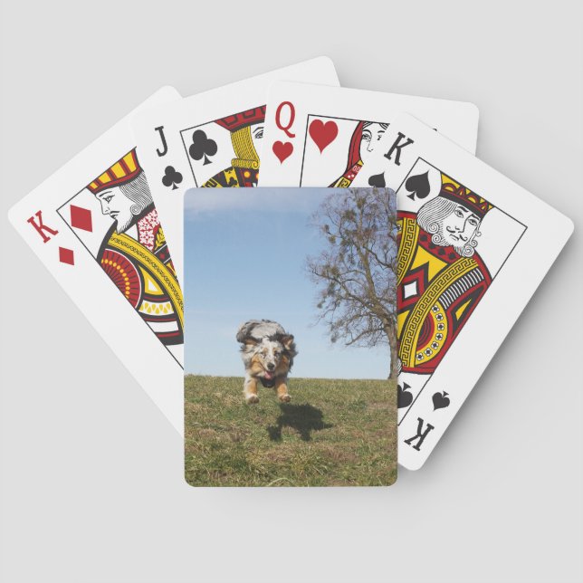 Miniature American Shepherd Blue Merle Jumping Playing Cards (Back)