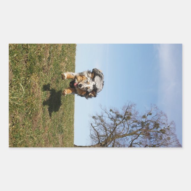 Miniature American Shepherd Blue Merle Jumping Rectangular Sticker (Front)