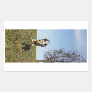 Miniature American Shepherd Blue Merle Jumping Rectangular Sticker