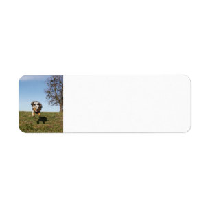 Miniature American Shepherd Blue Merle Jumping Return Address Label