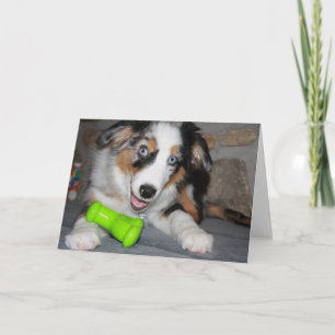 Miniature American Shepherd Blue Merle Puppy Card