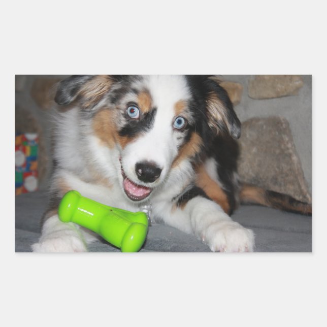 Miniature American Shepherd Blue Merle Puppy Rectangular Sticker (Front)
