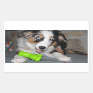 Miniature American Shepherd Blue Merle Puppy Rectangular Sticker