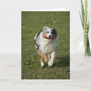 Miniature American Shepherd Blue Merle Running Card