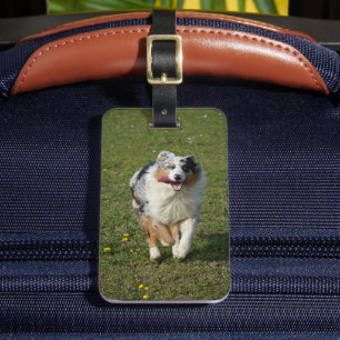 Miniature American Shepherd Blue Merle Running Luggage Tag