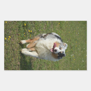 Miniature American Shepherd Blue Merle Running Rectangular Sticker
