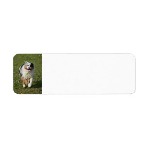 Miniature American Shepherd Blue Merle Running Return Address Label