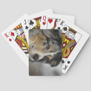 Miniature American Shepherd Blue Merle second Playing Cards