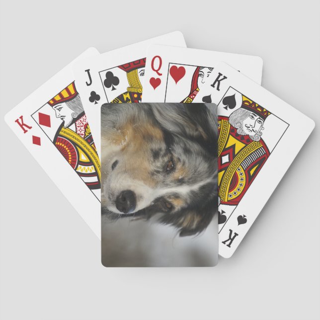 Miniature American Shepherd Blue Merle second Playing Cards (Back)
