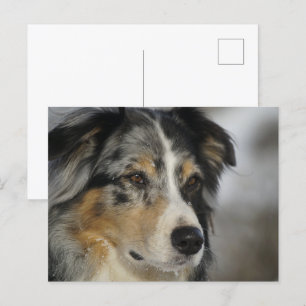 Miniature American Shepherd Blue Merle second Postcard